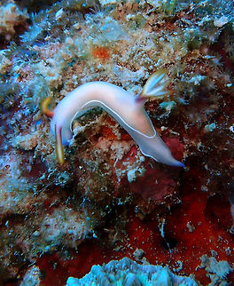 Bullock's Hypselodoris Size to 7 cm. Shades of light purple with thin white edge around mantle and foot. Base of rhinophores and gill stalk deep purple with yellowish orange above. There are several color variants of this nudibranch.
East Reef Wreck, Lankayan, Sabah. Bullocks Hypselodoris,Fall,Geotagged,Hypselodoris bullockii,Malaysia