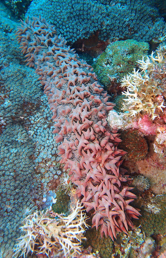 Pineapple Sea Cucumber It can grow up to 70 cm long. It has shades in brown to red. Cylindrical body with numerous often branched elongate star-shaped conical papillae in groups of two or three all over the surface of its body. Due to intense commercial exploitation it is listed as endangered by the IUCN. East Reef Wreck, Lankayan, Sabah.  <br />
<a href="https://www.jungledragon.com/image/39605" rel="nofollow">https://www.jungledragon.com/image/39605</a>       Fall,Geotagged,Malaysia,Pineapple sea cucumber,Thelenota ananas
