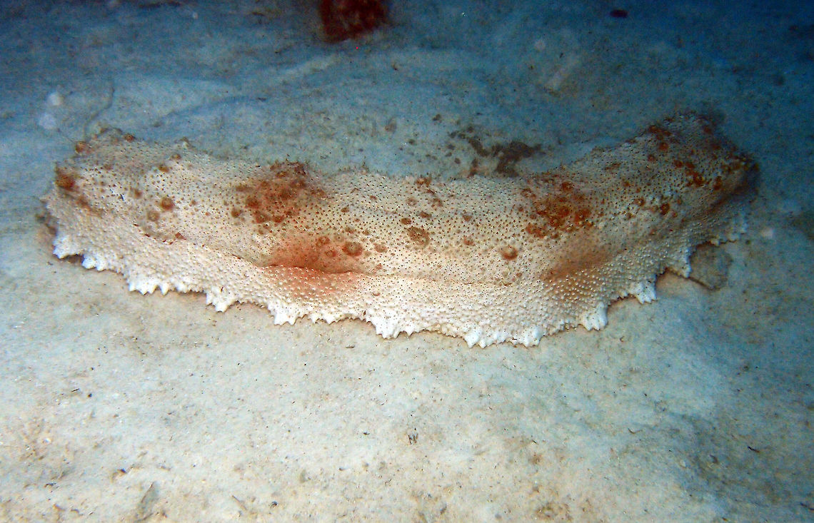 Amberfish/Giant Sea Cucumber (Thelenota_anax) The species ID is not Thelenota ananas but Thelenota anax. <br />
They can grow to 90 cm  and are light mottled in shades of brown  with large rectangular body with longitudinal crease  on top and sides, covered with small knob-likepapillae. <br />
<a href="http://www.iucnredlist.org/details/180324/0" rel="nofollow">http://www.iucnredlist.org/details/180324/0</a><br />
<a href="https://en.wikipedia.org/wiki/Thelenota" rel="nofollow">https://en.wikipedia.org/wiki/Thelenota</a> Fall,Geotagged,Giant Amberfish,Malaysia,Thelenota ananas,Thelenota anax