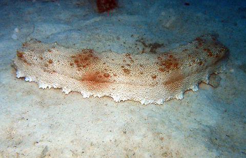 Amberfish/Giant Sea Cucumber (Thelenota_anax) The species ID is not Thelenota ananas but Thelenota anax. 
They can grow to 90 cm  and are light mottled in shades of brown  with large rectangular body with longitudinal crease  on top and sides, covered with small knob-likepapillae. 
http://www.iucnredlist.org/details/180324/0
https://en.wikipedia.org/wiki/Thelenota Fall,Geotagged,Giant Amberfish,Malaysia,Thelenota ananas,Thelenota anax