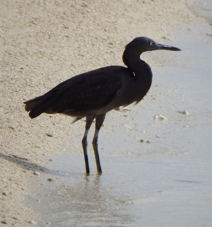 Pacific Reef Egret 62 cm. The species displays an unusual, non-sexual dimorphism, with some members having entirely white plumage and others (the larger portion) being charcoal-grey. The reason for the colour variation or "morph", is unknown, though it is most commonly thought to be related to camouflage. Reef egrets have very short, yellow legs, and the grey variety's throats and chins are marked by a narrow, white stripe. They have brown beaks, gold-yellow coloured eyes and the surrounding areas of their faces are normally of a greenish to yellow cast.<br />
Lankayan Island Eastern Reef Heron,Egretta sacra,Fall,Geotagged,Malaysia
