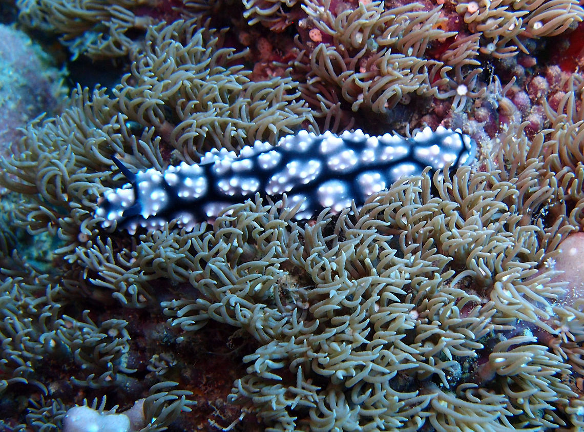 Pimpled Phyllidiella Black with small pink to grey clusters of tubercles with whitish tips and black rhinophores. It grows up to 7 cm.<br />
East Reef Wreck, Lankayan, Sabah. Fall,Geotagged,Malaysia,Phyllidiella pustulosa