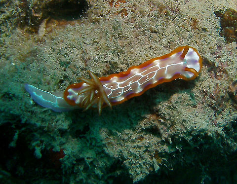 Fish Net Hypselodoris Is a dorid nudibranch that can grow up to 5 cm. Pink, purple or tan with network of white lines, reddish rippled marginal band, ocassionally with purple blotch at top of each fold. Reddish rhinophores.
Seen in the dive site Fan Rock, Lankayan, Sabah. Fall,Geotagged,Hypselodoris iacula,Malaysia