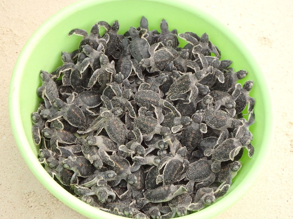 Green Sea Turtle hatchlings The island of Lankayan has a protection program for sea turtles. In this time of the year many turtles return to the island to lay their eggs (see last pictures for a mom delivering her eggs in the beach). To protect the turtles from predators the biologists take them from the natural nest into a hatchery. They record the hatching time and when the hatchlings are ready to surface they take them out to the sea. The hatching is about 50-70 days after the eggs were laid and the clutch can be 100-200 eggs. It is important to release the hatchlings in the beach and let them find the water by themselves so that they really can memorize the environment where they were born since as adults they will return there to mate and lay their eggs. The presence of humans nearby protects them from being picked up by the opportunistic sea birds who are also in numbers there to hunt them.<br />
Lankayan Island, Sabah. Chelonia mydas,Fall,Geotagged,Green sea turtle,Malaysia
