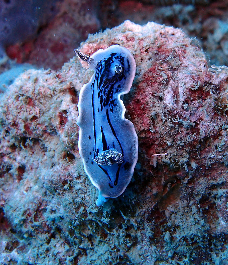 Willan's Chromodoris Size to 3.5 cm. This one may have been 2 cm or less. Ple blue with a broken pattern of dark blue lines and blotches on mantle. White speckling on large blue rhinophores and gill. White marginal line in mantle.<br />
Mel's Rock, Lankayan, Sabah.   Chromodoris willani,Fall,Geotagged,Malaysia