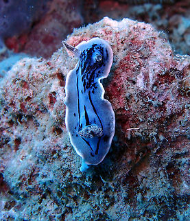 Willan's Chromodoris Size to 3.5 cm. This one may have been 2 cm or less. Ple blue with a broken pattern of dark blue lines and blotches on mantle. White speckling on large blue rhinophores and gill. White marginal line in mantle.
Mel's Rock, Lankayan, Sabah.   Chromodoris willani,Fall,Geotagged,Malaysia