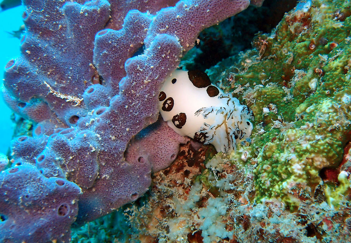 Funeral jorunna It is a dorid nudibranch that can grow to 5 cm. The one found on the spotting contrasts with another tiny nudibranch situated on its left side, a Flabellina sp. which in this case may not be larger than 1-2 cm long. J. funebris is white with black circular markings, rhinophores and gill branches. It has a fuzzy appearance of black spots due to dense covering of thin erect papillae.<br />
Mel&#039;s Rock in Lankayan, Sabah.       Fall,Geotagged,Jorunna funebris,Malaysia