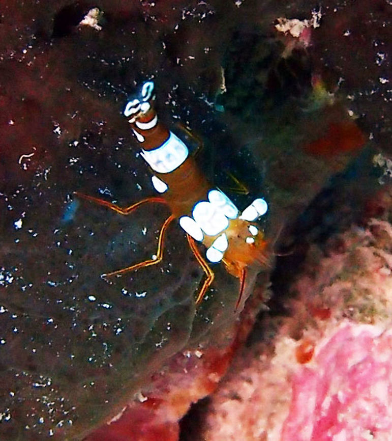 Squat Shrimp 2 cm. Orange brown with several white circular markings. Typically holds tail vertically. Females are larger than males.<br />
Mel&#039; Rock, Lankayan, Sabah.      Fall,Geotagged,Malaysia,Thor amboinensis