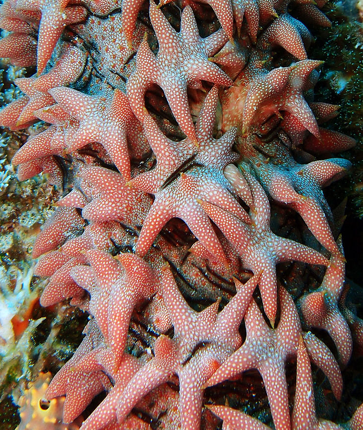 Thelenota ananas Is a close up of the same sea cucumber shown in the previous spotting, for better appreciation of the curious pattern of star-like papillae that gives it its name.<br />
 Fall,Geotagged,Malaysia,Thelenota ananas