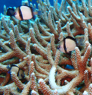 Reticulated Dascyllus It can reach 9 cm. It has a white greyish body with black dorsal, anal and pectoral fins and a black vertical bar from dorsal to pectoral fin. Blue lips, tail and tips of black fins. Territorial, often seen in big groups over hard coral.
Mel's Rock, Lankayan, Sabah.  Dascyllus reticulatus,Fall,Geotagged,Malaysia