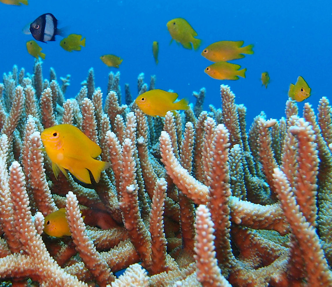 Lemon Damsel Size to 7 cm. It could also be P. amboinensis. I don&acute;t have the ID very clear because both look alike: motly yellow with some light pink freckles under eyes. The P. moluccensis has a thin black margin on anal fin which I think I see but is hard to notice in the picture.<br />
Mel&#039;s Rock, Lankayan, Sabah. Fall,Geotagged,Malaysia,Pomacentrus moluccensis