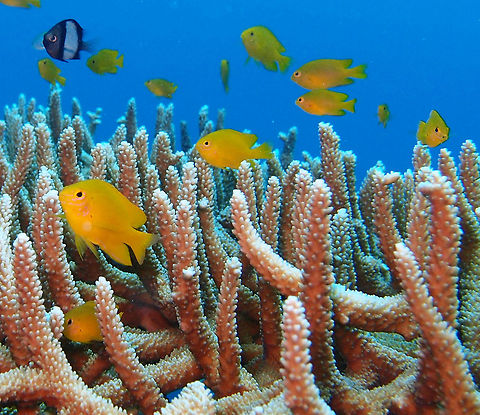 Lemon Damsel Size to 7 cm. It could also be P. amboinensis. I don´t have the ID very clear because both look alike: motly yellow with some light pink freckles under eyes. The P. moluccensis has a thin black margin on anal fin which I think I see but is hard to notice in the picture.
Mel's Rock, Lankayan, Sabah. Fall,Geotagged,Malaysia,Pomacentrus moluccensis