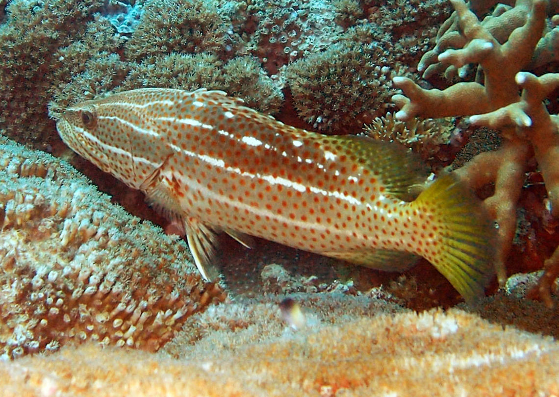 Slender Grouper 52 cm. Head and body more compressed than groupers of Epinephelus genus. The white lines dissappear in the adults.<br />
East Reef Wreck, Lankayan, Sabah.       Anyperodon leucogrammicus,Fall,Geotagged,Malaysia,Slender grouper
