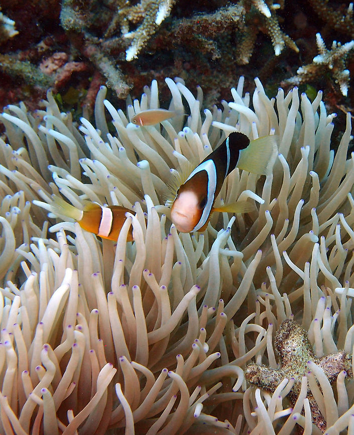 Clark's anemonefish Size to 12 cm. Black to entirely orange with pair of white to pale bluish bars. Tail can be white or yellow, usually with abrupt boundary if body dark, Other fins variably black to yellow.orange. Lives in symbiosis with up to 10 different anemone species. Several dive sites around Lankayan, Sabah. Amphiprion clarkii,Clarks Anemonefish,Fall,Geotagged,Malaysia