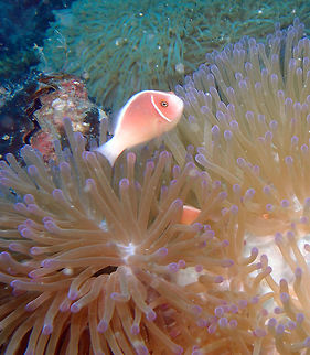 Pink Anemonefish Size to 10 cm. Pink to orange with narrow white head bar. White dorsal stripe from between eyes to tail. Lives with up to 4 anemone species, the Magnificent being the most common. Lankayan, Sabah. Amphiprion perideraion,Fall,Geotagged,Malaysia,Pink skunk clownfish
