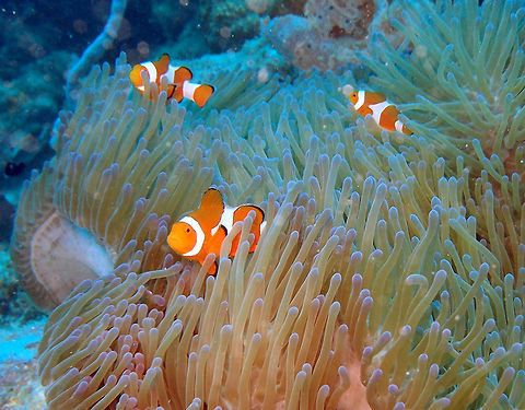 Ocellaris Anemonefish This clownfish is very typical sight in most dive sites of Lankayan, Sabah (Borneo). Orange with three white bars. I often saw three individuals of different size protecting their anemone and severak smaller ones hiding in it.  Amphiprion ocellaris,Fall,Geotagged,Malaysia,Ocellaris Clownfish