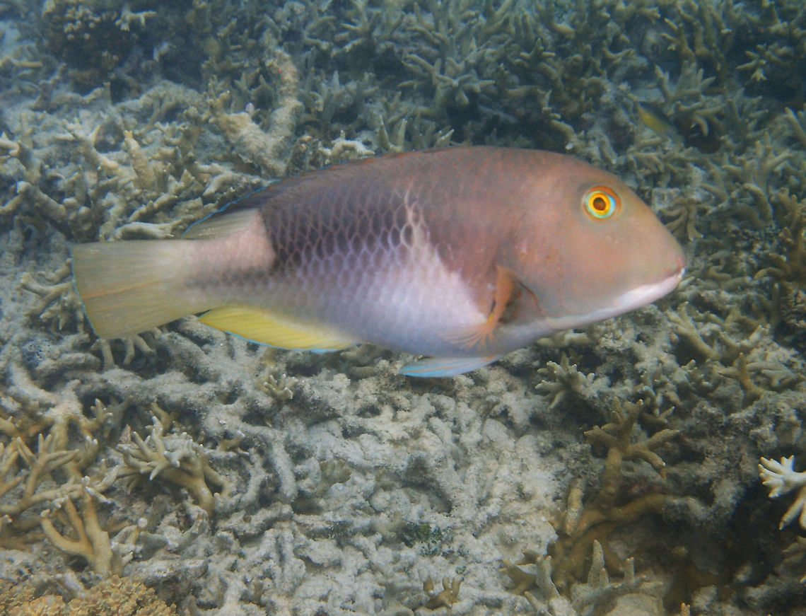 Orange-Dotted Tuskfish Size to 38 cm. Gray head with body white to darkish grey, Rectangular black making on back surrounded by pearly white areas. Solitary.<br />
Coral reef next to Lankayan shoreline       Choerodon anchorago,Fall,Geotagged,Malaysia,Orange-dotted tuskfish