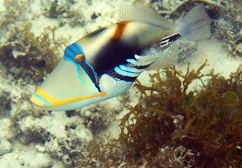 Lagoon Triggerfish Also called Picasso Triggerfish for its beautiful pattern. Size to 25 cm. Snout and back shades of tan with white below. Yellow orange band from snout intersects black bar below eye. Black mid-body patch with black bands extending to anal fin. I have seen a few in the shallow waters of the coral reef in the shoreline of Lankayan, Sabah.    Fall,Geotagged,Lagoon triggerfish,Malaysia,Rhinecanthus aculeatus