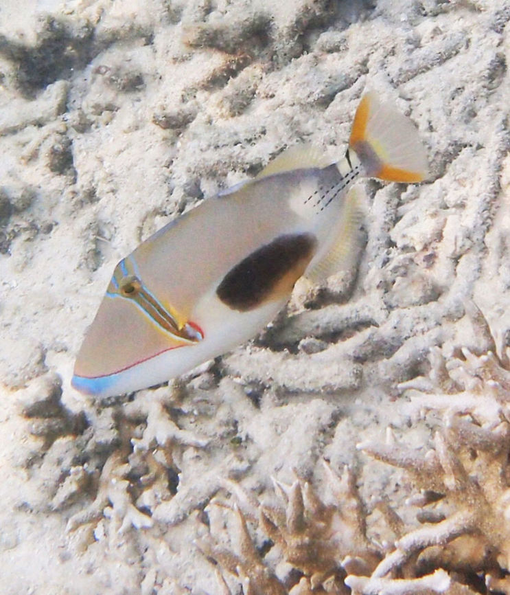 Blackbelly Triggerfish Also called Blackbelly Triggerfish. Size to 23 cm. Brownish upperbody, white below, tapering dark bar through eye, large black patch on lower body, 3 rows of black dots on tail base.<br />
Shallow coral reef shoreline Lankayan, Sabah.<br />
<br />
 Fall,Geotagged,Malaysia,Rhinecanthus verrucosus