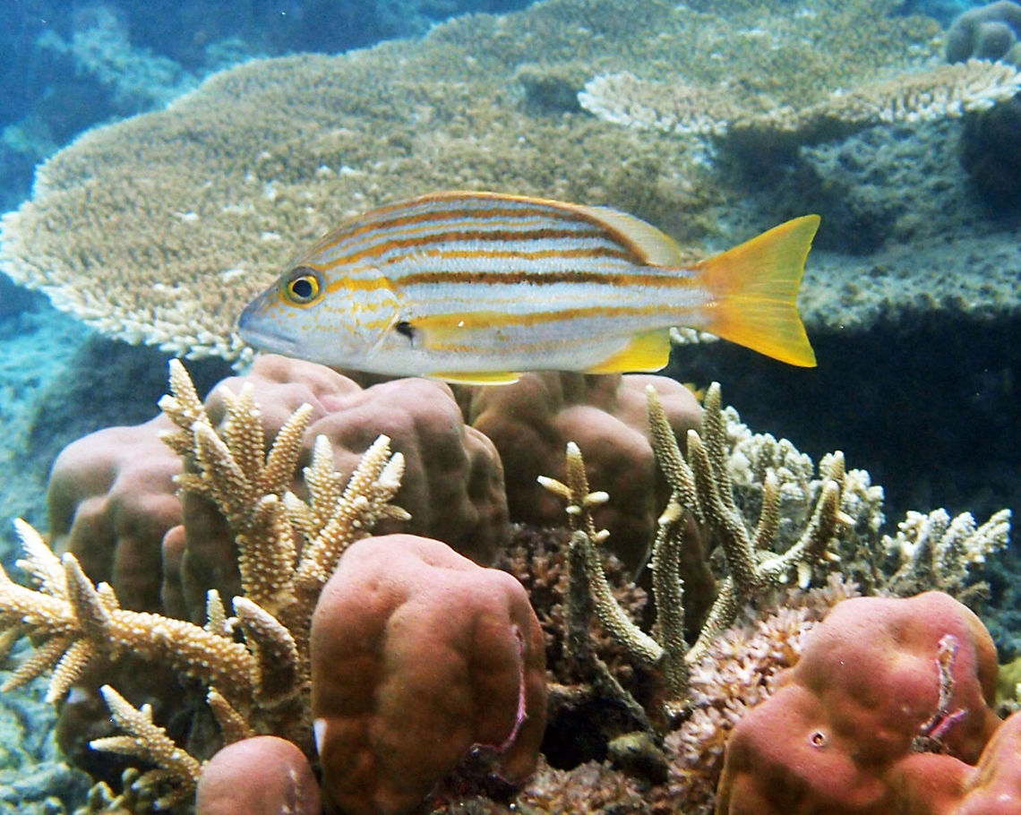 Spanish Flag Snapper Also called Goldenbanded Snapper. Size up to 40 cm. Yellow tail and fins and grey color with yellow to brown stripes.<br />
Shallow coral reef in the shoreline of Lankayan, Sabah. Fall,Geotagged,Lutjanus carponotatus,Malaysia