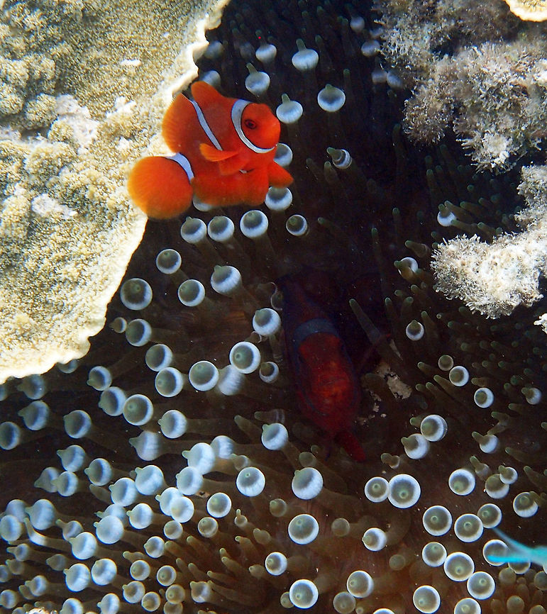 Maroon Clownfish The characteristic that defines this genus is the spine on the cheek. Only some females have a maroon body color, with a range of color to dark brown. Juveniles and males are bright red-orange. The fish has three body bars which may be white, grey or yellow. Where the female bars are grey, they can be "switched" rapidly to white if fish is provoked. As other anemone fishes it is a sequential hermaphrodite with a strict sized based dominance hierarchy: the female is largest, the breeding male is second largest, and the male non-breeders get progressively smaller as the hierarchy descends. They exhibit protandry, meaning the breeding male will change to female if the sole breeding female dies, with the largest non-breeder becomes the breeding male<br />
Habitat:<br />
Shallow coral reef in the shoreline of Lankayan, Sabah. Fall,Geotagged,Malaysia,Maroon clownfish,Premnas biaculeatus