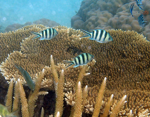 Scissortail Sergeant It is a large damselfish that can grow to 16-22 cm. It displays 5 vertical black-strips in tail and sides, which are reminiscent of the insignia of a military Sergeant. Adults live in coral reefs while younger individuals live in the open sea. Seen in a shallow reef in the shoreline of Lankayan, Sabah. Abudefduf sexfasciatus,Fall,Geotagged,Malaysia,Scissortail sergeant