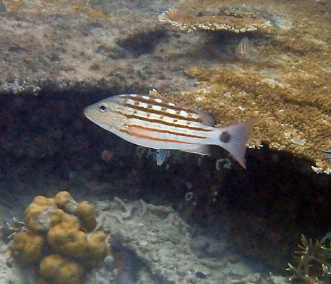 Checkered Snapper Maximal length is 35 cm. Its background is silver with a`checker-board' pattern on upper half of sides. Black spot in tail base. Seen in shallow reef in the shoreline of Lankayan (Sabah), solitaire and in pairs. Fall,Geotagged,Lutjanus decussatus,Malaysia