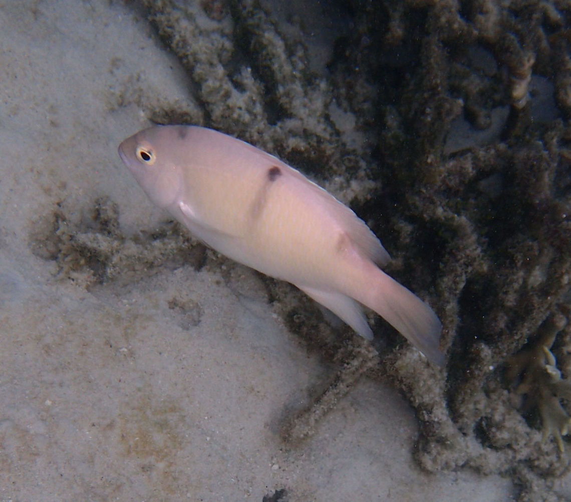 White Damsel It can reach about 20 cm in size.  Pinkish white with dark dots and difuse lines at the top of the head, base of middle dorsal fin and back of the dorsal fin. The individuals I found while snorqueling were fiercely defending their territories circling around me and even biting me to drive me away from their area (possibly males garding their nest). Seen in a shallow coral reef area next to Lankayan, Sabah. Dischistodus perspicillatus,Fall,Geotagged,Malaysia