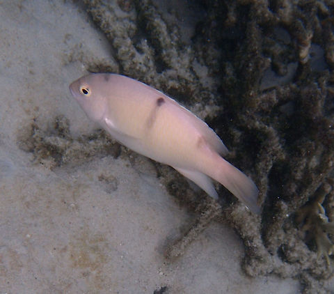 White Damsel It can reach about 20 cm in size.  Pinkish white with dark dots and difuse lines at the top of the head, base of middle dorsal fin and back of the dorsal fin. The individuals I found while snorqueling were fiercely defending their territories circling around me and even biting me to drive me away from their area (possibly males garding their nest). Seen in a shallow coral reef area next to Lankayan, Sabah. Dischistodus perspicillatus,Fall,Geotagged,Malaysia