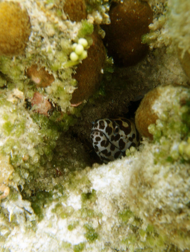 Spotted Moray Up to 180 cm long, is white with multiple dark spots of irregular shape.<br />
Seen in a very shallow sandy area near the coral reef in the shoreline of Lankayan, Sabah. Fall,Geotagged,Gymnothorax isingteena,Malaysia