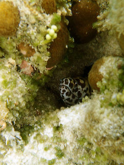 Spotted Moray Up to 180 cm long, is white with multiple dark spots of irregular shape.
Seen in a very shallow sandy area near the coral reef in the shoreline of Lankayan, Sabah. Fall,Geotagged,Gymnothorax isingteena,Malaysia