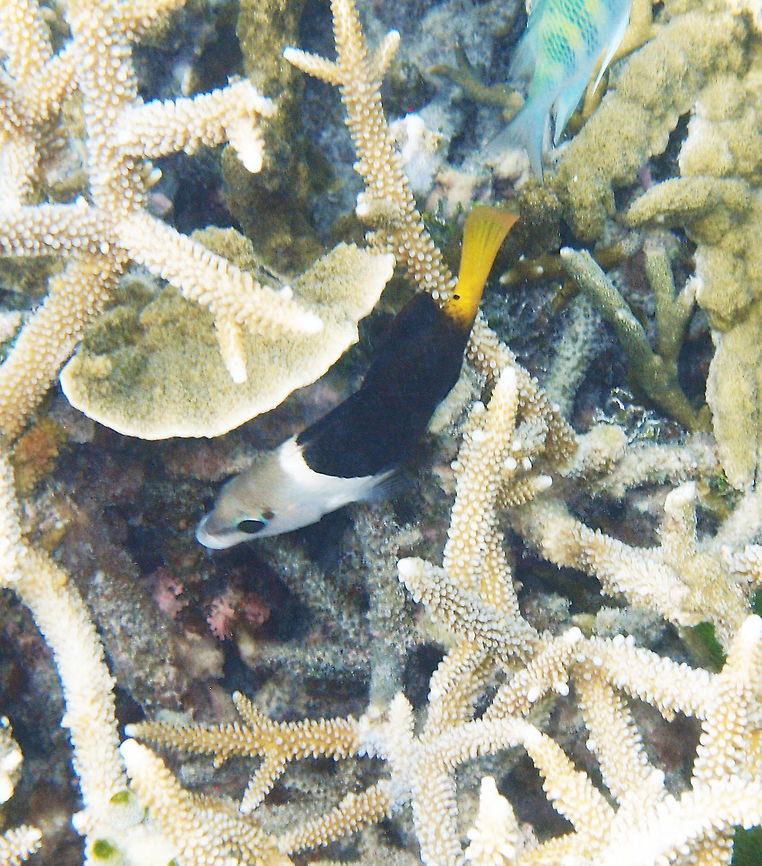 Blackeye Thicklip wrasse (juvenile)   This wrasse can grow up to 50 cm long. The juvenile has a greenish yellow background color with yellow vertical lines (this pattern is not visible yet in the very young juvenile which is mostly black in this part of the body), a broad white diagonal band just behind the operculum, a yellow to orange caudal fin and a greenish gray front. Mature specimens develop a much more colorful pattern although the division between a clearer front and darker middle to back body remains. Seen in the coral reef next to Lankayan's shoreline (Sabah). Fall,Geotagged,Hemigymnus melapterus,Malaysia