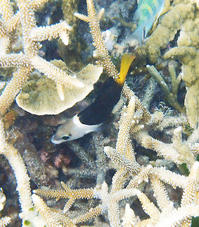 Blackeye Thicklip wrasse (juvenile)   This wrasse can grow up to 50 cm long. The juvenile has a greenish yellow background color with yellow vertical lines (this pattern is not visible yet in the very young juvenile which is mostly black in this part of the body), a broad white diagonal band just behind the operculum, a yellow to orange caudal fin and a greenish gray front. Mature specimens develop a much more colorful pattern although the division between a clearer front and darker middle to back body remains. Seen in the coral reef next to Lankayan's shoreline (Sabah). Fall,Geotagged,Hemigymnus melapterus,Malaysia