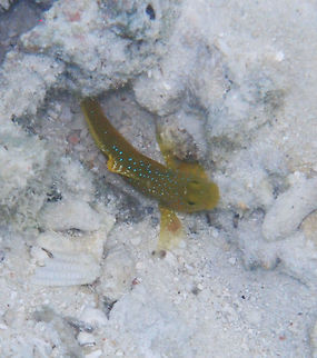 Yellow Prawn Goby Yellos with blue spots. It can reach 10 cm. This one was in fact accompanied by a shrimp but the pictures are not so good. Seen in shallow part of the coral reef, shoreline of Lankayan (Sabah).       Cryptocentrus cinctus,Fall,Geotagged,Malaysia,Yellow prawn-goby