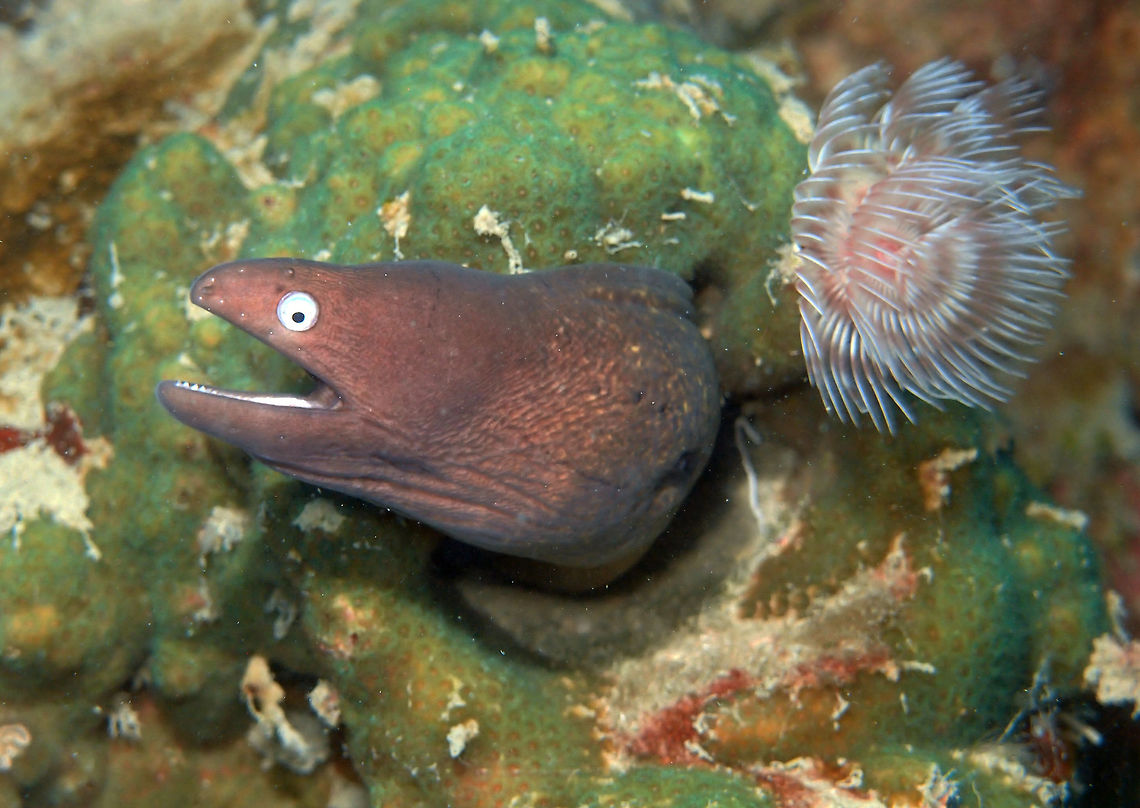 White-Eyed Moray Size up to 65 cm. Pale yellow brown spotted body. Face is grey brown purplish with distinctive white irised-eyes.<br />
Dive site Lankayan Wreck in the Island of Lankayan, Sabah, Malaysia Fall,Geotagged,Gymnothorax thyrsoideus,Malaysia