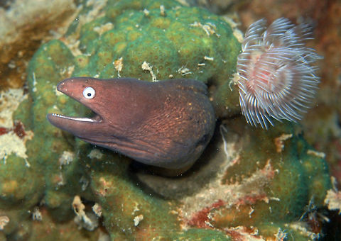 White-Eyed Moray Size up to 65 cm. Pale yellow brown spotted body. Face is grey brown purplish with distinctive white irised-eyes.
Dive site Lankayan Wreck in the Island of Lankayan, Sabah, Malaysia Fall,Geotagged,Gymnothorax thyrsoideus,Malaysia