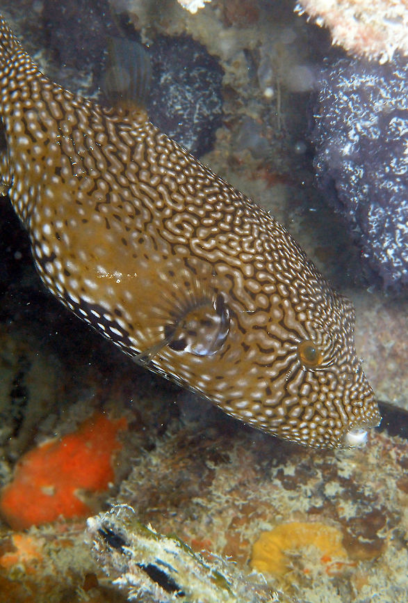 Map Puffer Up to 65 cm. Its body is oval shape. The background coloration is whitish with dense network of black, brown or greenish broken lines,with an irradiant line departure from the eye. Depending on specimen, some dark or yellowish blotches can occur around the body.<br />
Dive site Lankayan Wreck in Lankayan I., Sabah, Malaysia. Arothron mappa,Fall,Geotagged,Malaysia,Map puffer