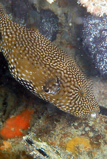 Map Puffer Up to 65 cm. Its body is oval shape. The background coloration is whitish with dense network of black, brown or greenish broken lines,with an irradiant line departure from the eye. Depending on specimen, some dark or yellowish blotches can occur around the body.
Dive site Lankayan Wreck in Lankayan I., Sabah, Malaysia. Arothron mappa,Fall,Geotagged,Malaysia,Map puffer