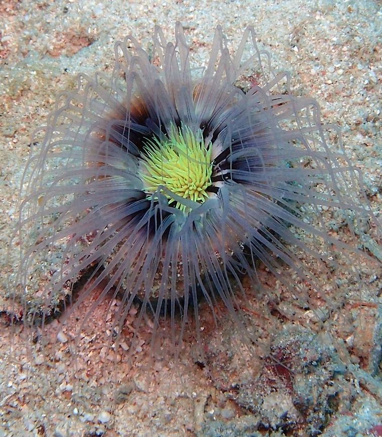 Tube Anemone Also called flowers of the sea because of the variability in their coloration. Cerianthid live inside tubes they build with their own mucus secretions. Most of the tube is buried on the floor. The outer tentacles are like flower petals, while the short inner tentacles, in a dfferent color, resemble the center of a flower (for other patterns visit <a href="http://www.projectnoah.org/spottings/16121441)" rel="nofollow">http://www.projectnoah.org/spottings/16121441)</a>. The tentacles move independently from each other, catching food that they directly deposit on the center of the anemone. The tentacles are charged with nematocysts to immobilize prey.<br />
Dive site was Ikok&#039;s Rock, Lankayan Island, Sabah (Borneo).    Cerianthus  filiformis,Fall,Geotagged,Malaysia,cerianthus filiformis