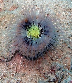 Tube Anemone Also called flowers of the sea because of the variability in their coloration. Cerianthid live inside tubes they build with their own mucus secretions. Most of the tube is buried on the floor. The outer tentacles are like flower petals, while the short inner tentacles, in a dfferent color, resemble the center of a flower (for other patterns visit http://www.projectnoah.org/spottings/16121441). The tentacles move independently from each other, catching food that they directly deposit on the center of the anemone. The tentacles are charged with nematocysts to immobilize prey.
Dive site was Ikok's Rock, Lankayan Island, Sabah (Borneo).    Cerianthus  filiformis,Fall,Geotagged,Malaysia,cerianthus filiformis