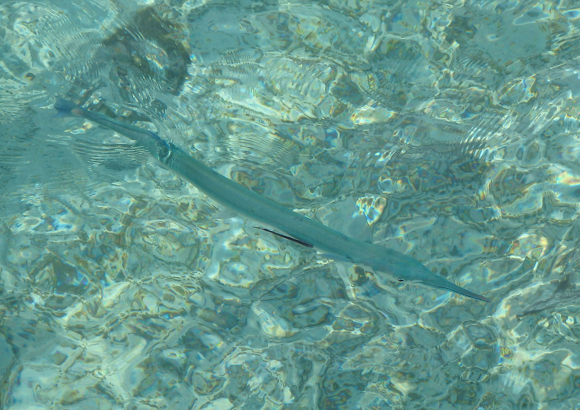 Keeltail needlefish Platybelone argalus subsp. platyura. Needlefish are slender fish, in this sp. it can reach 50 cm long. They have a single dorsal fin, placed far back on the body, almost opposite to the anal fin. Their most distinctive feature is their long, narrow beak, which bears multiple sharp teeth. The keeltail needlefish's top jaw is also smaller than the lower one. It is most recognized by the large, flat keel-like structures running on either side of the tail. Usually seen just below the surface in shallow waters near the shoreline of Lankayan (Sabah, Borneo). Fall,Geotagged,Keeltail needlefish,Malaysia,Platybelone argalus