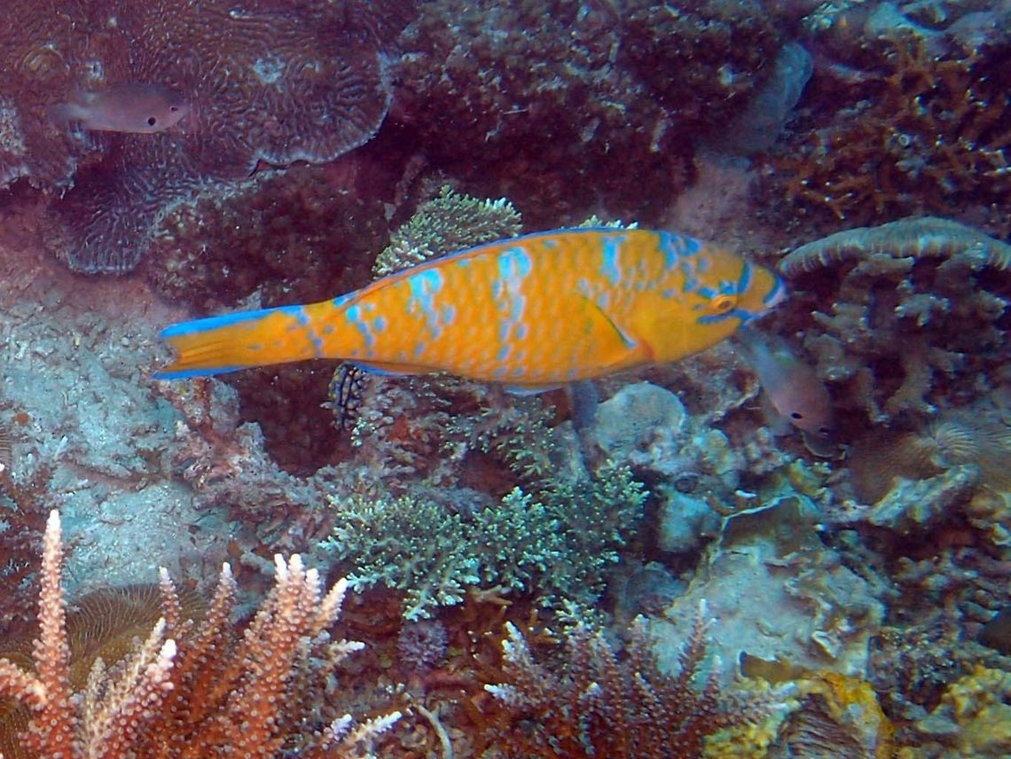 Blue-Barred Parrotfish - Female This fish is up to 62 cm long and is yellow to brown with 4-5 diffuse blue bars (sometimes broken into spots) It also has blue bands around the mouth, eye and tail borders. Usually solitary.<br />
Seen in Ikok's Rock, Lankayan I. in Borneo.  Fall,Geotagged,Malaysia,Scarus ghobban