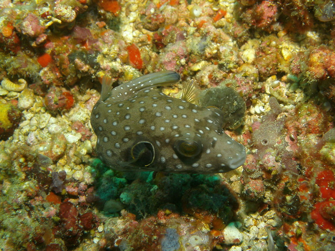 White Spotted Puffer juvenile Seen in Malapascua in 2012. It can reach 50 cm length.[1] It is light grey in color, or greyish or yellowish, and clearly covered with more or less regular white points, that become concentric contrasting white and dark grey lines that radiate around the eyes and pectoral fins. (Picture by my husband, Mark Bockstael) Arothron hispidus,Fall,Geotagged,Philippines,White-spotted puffer