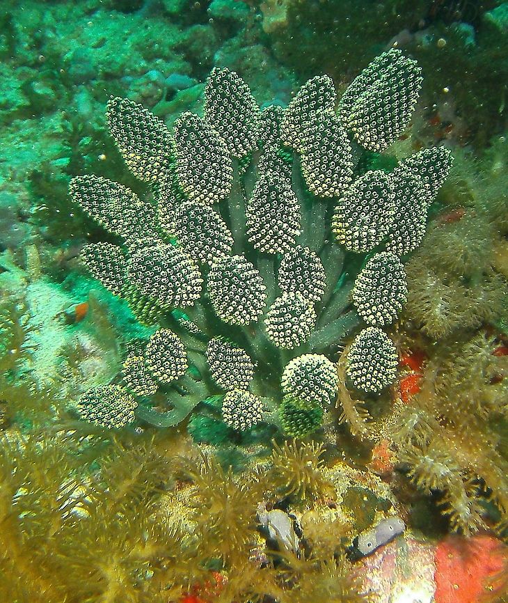 Lollipop Tunicate Seen in Malapascua, Philippines (2012). Photo by Mark Bockstael (my husband).<br />
 It is a very curious-looking tunicate with multiple zooids in each branched stem. Fall,Geotagged,Nephtheis fascicularis,Philippines