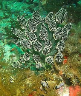 Lollipop Tunicate Seen in Malapascua, Philippines (2012). Photo by Mark Bockstael (my husband).
 It is a very curious-looking tunicate with multiple zooids in each branched stem. Fall,Geotagged,Nephtheis fascicularis,Philippines