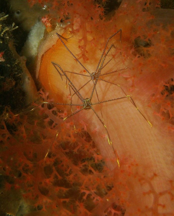 Spider Squat Lobster Seen in Malapascua, Philippines (2012). Photo by Mark Bockstael, my husband.<br />
I am not sure if its is Chrostylus sandyi or dolichopus. They look like spiders because of their elongated legs and are dark red with yellow lines and dots. Chirostylus sandyi,Fall,Geotagged,Philippines