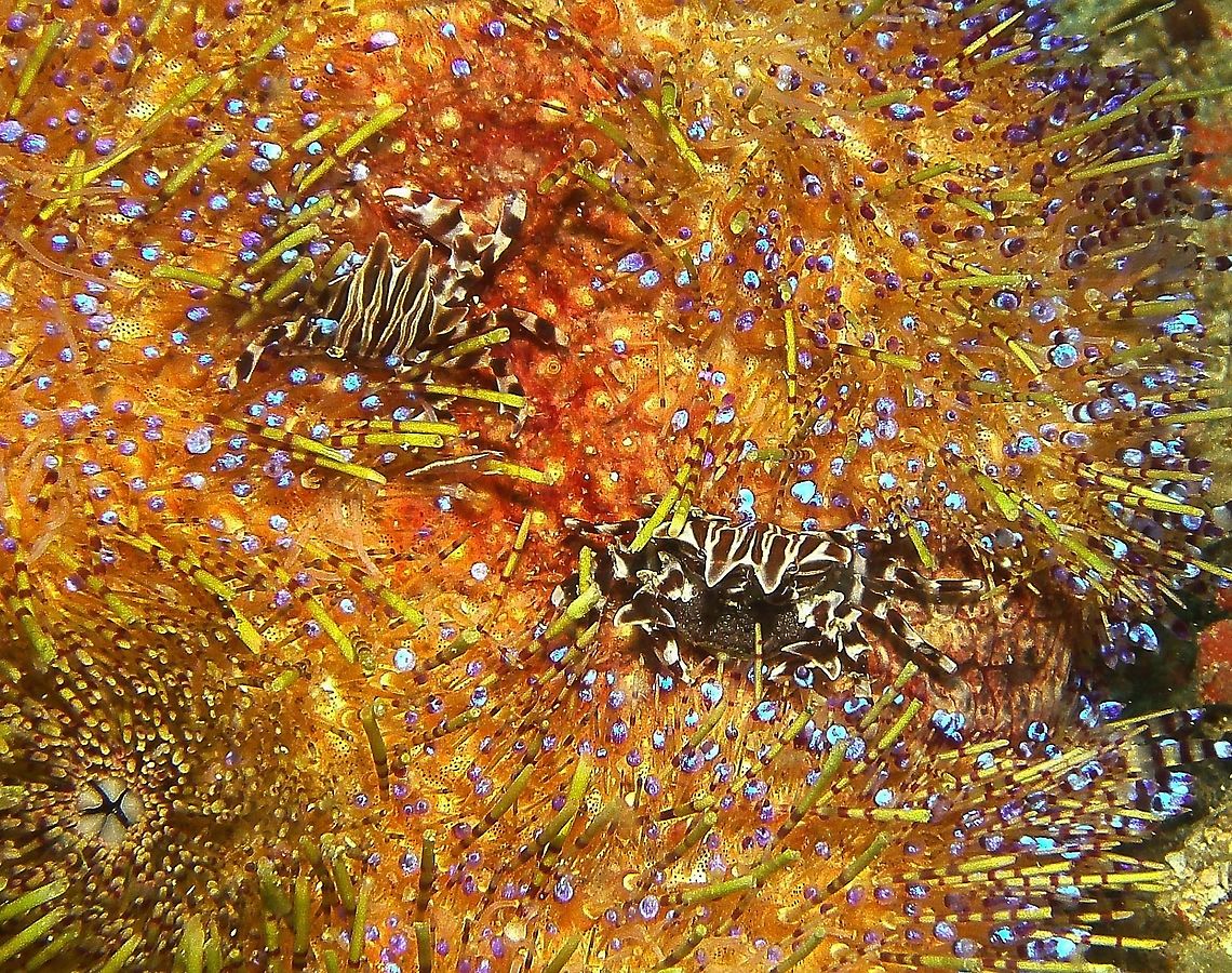 Zebra Urchin Crabs Seen in Malapascua, Philippines (2012), photo by Mark Bockstael (my husband).  They display long spines projecting from the body, and a distinctive pattern of stripes across the exoskeleton. the one in the right seems to be a female carrying eggs in her abdomen.             Fall,Geotagged,Philippines,Zebrida adamsii,zebra_crab,zebrida_adamsii