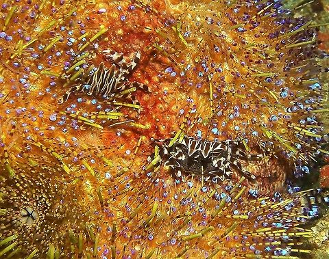 Zebra Urchin Crabs Seen in Malapascua, Philippines (2012), photo by Mark Bockstael (my husband).  They display long spines projecting from the body, and a distinctive pattern of stripes across the exoskeleton. the one in the right seems to be a female carrying eggs in her abdomen.             Fall,Geotagged,Philippines,Zebrida adamsii,zebra_crab,zebrida_adamsii