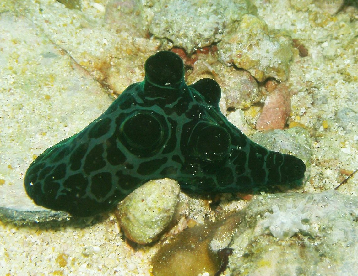 Coriocella nigra Seen in Malapascua, Philippines (2012). Photo by Mark Bockstael (my husband).<br />
Coriocella is a genus of small slug-like sea snails, marine gastropod molluscs in the family Velutinidae. Black velvety with green. The ear-shaped shell is extremely thin, even membranous in part and concealed in the mantle. It has a small spiral turn at the apex. The aperture is very large. The shell lacks a columella. The soft body is elliptical and much depressed. The borders of the mantle are very thin, notched in front and spreading out widely. The oval foot is very small. The head is scarcely distinct. The two short and rather thick tentacles are contractile and concealed under the shield. The eyes are situated at the base of the tentacles.         Coriocella nigra,Coriocella_nigra,Fall,Geotagged,Philippines,Velutin snail