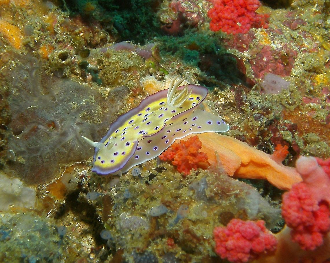 Goniobranchus kuniei nudibranch Seen in Malapascua, Philippines (2012). Photo by Mark Bockstael (my huband).<br />
A dorid nudibranch to 7.5 cm (3 in.). Pale yellowish brown with purple spots ringed with lavender. Wide purple marginal band. Raise and lower mantle skirt when crawling.<br />
Habitat: It likes waters that are between 21 and 26 degrees Celcius and is often found between 5 and 40 meters. Indo West Pacific.           Fall,Geotagged,Goniobranchus kuniei,Philippines